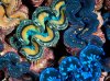 giant-clams-kingman-ocean-soul-reef_43464_990x742.jpg