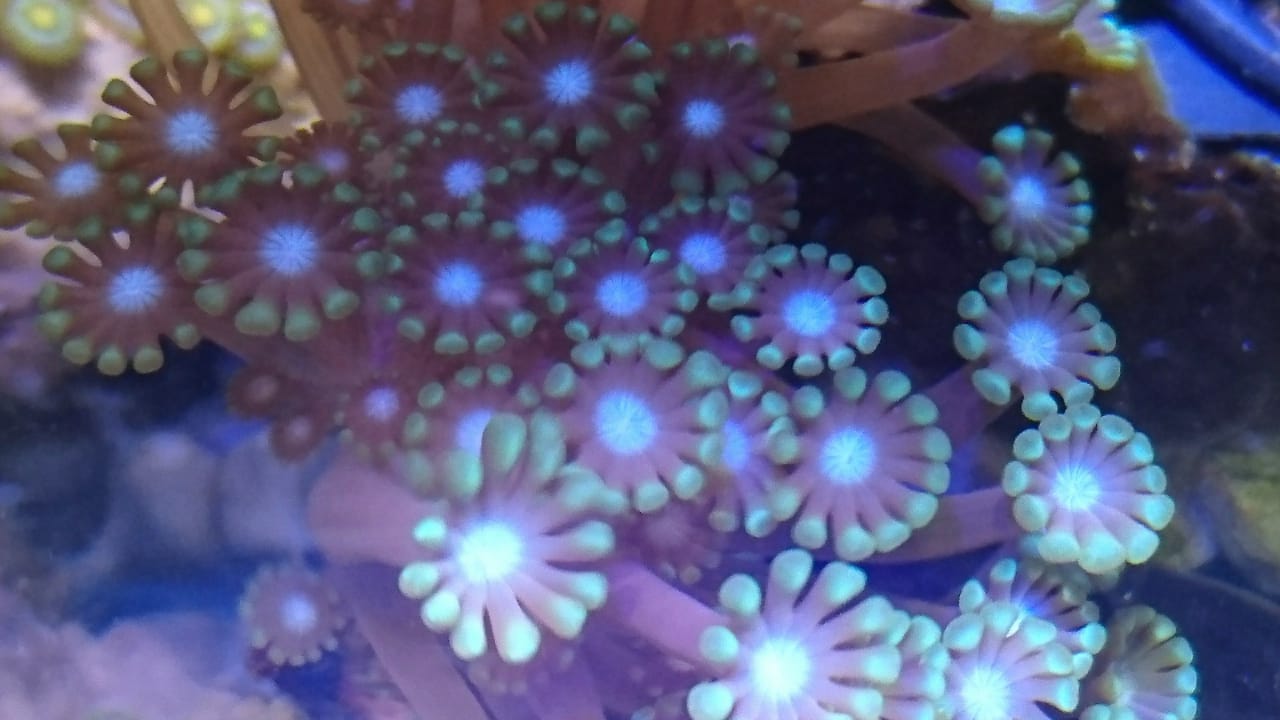 Coral favorit