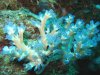 tmp_Soft Coral (Cespitularia)(2)981718619.jpg